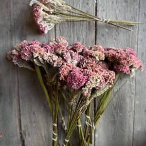 Dried Silvery Pink Cockscomb Celosia Flowers