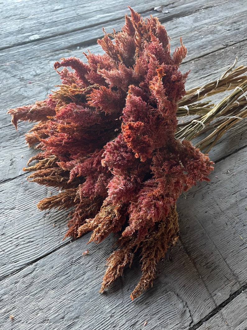 Dried Orange Sunday Celosia image 4