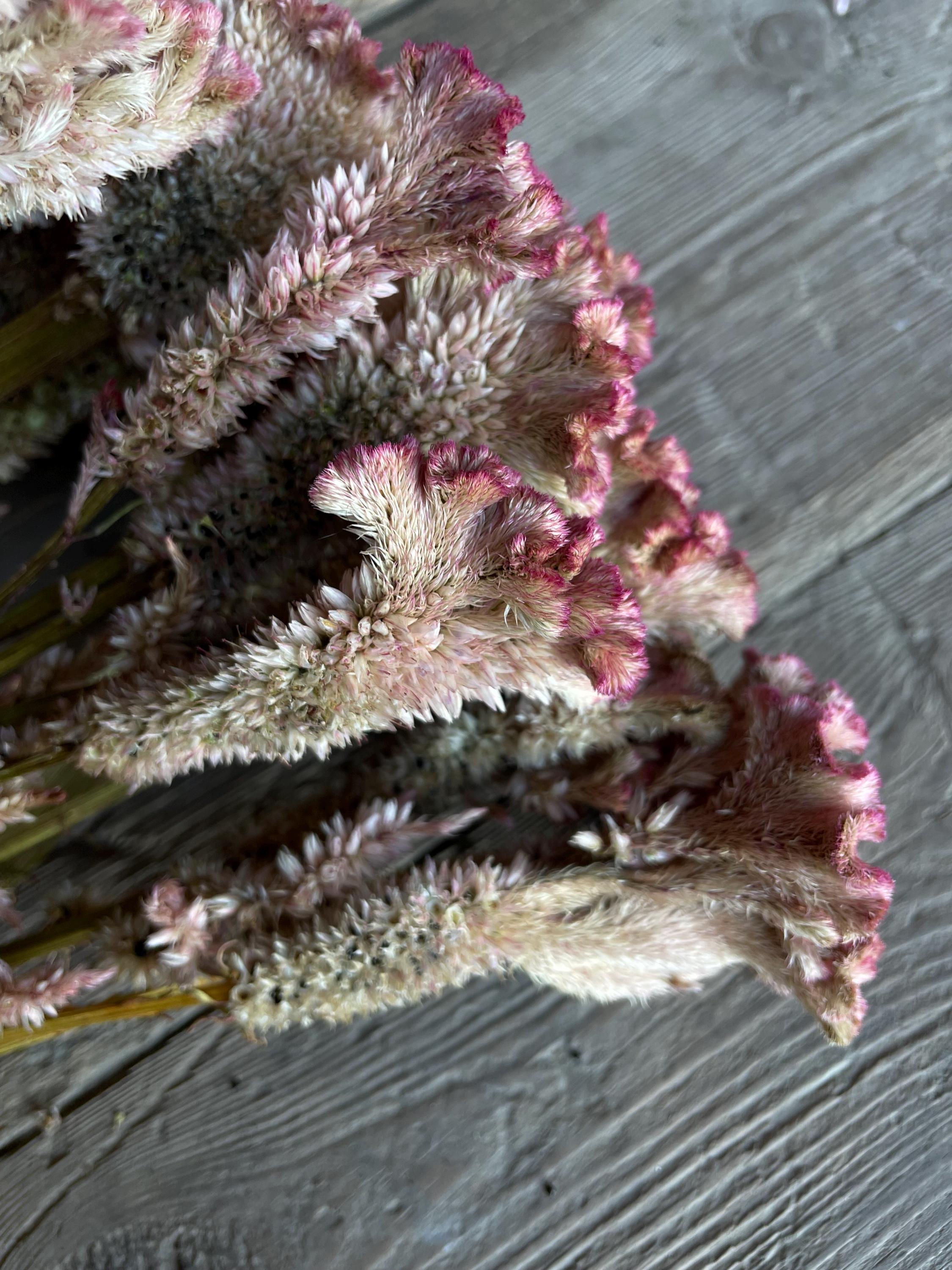 Dried Silvery Pink Cockscomb Celosia Flowers - Etsy