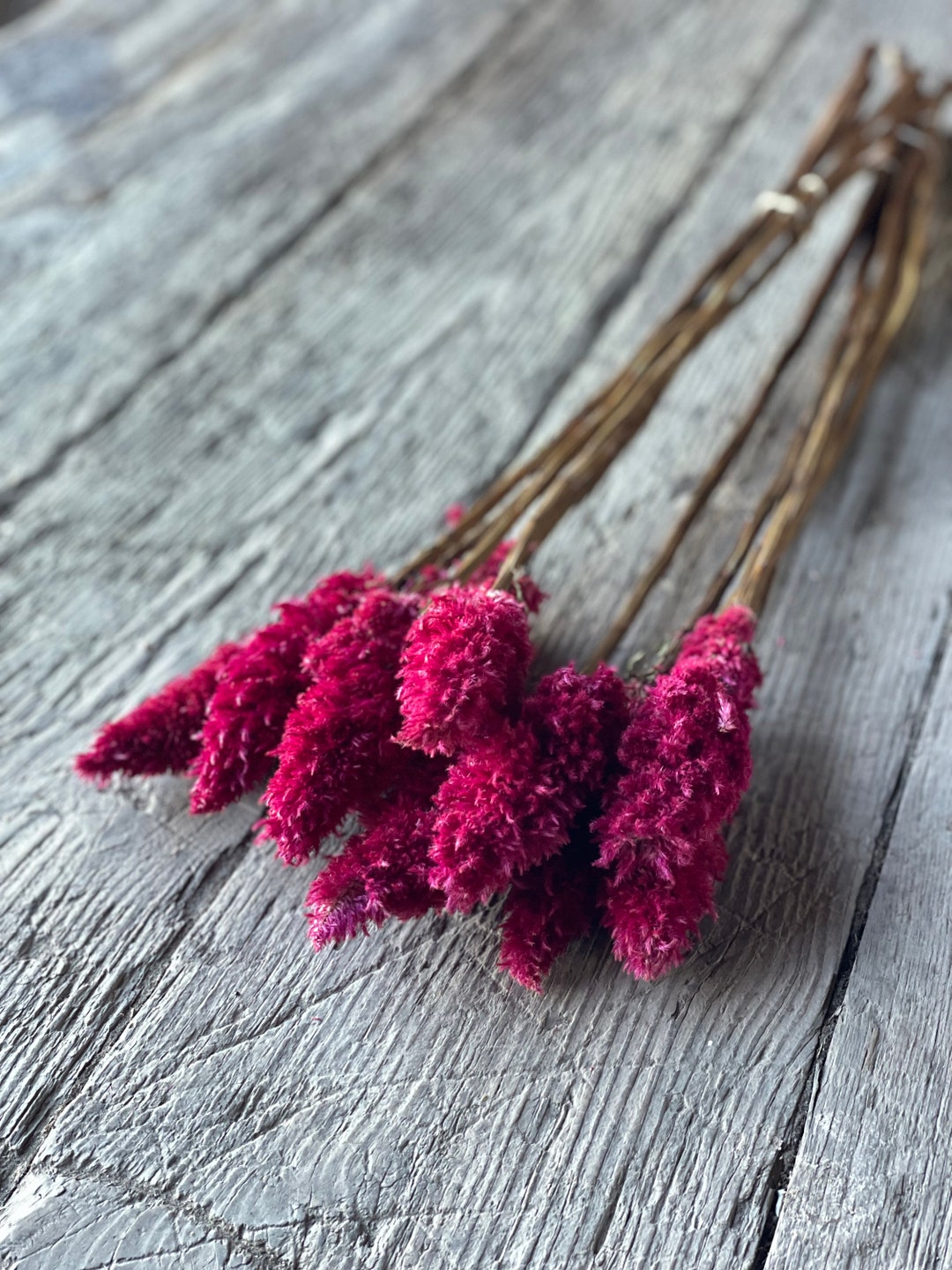 Bright and Fluffy Dried Celosia Flowers Etsy