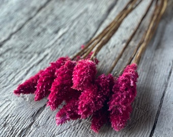Bright and Fluffy Dried Celosia Flowers
