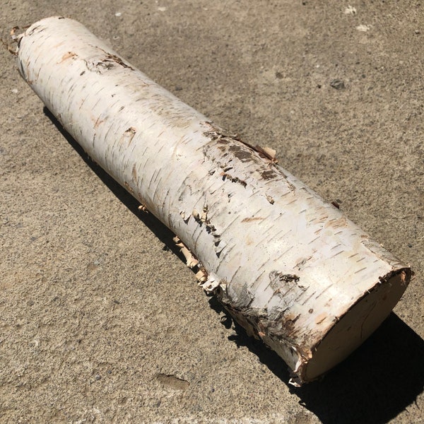 White Birch Logs Etsy
