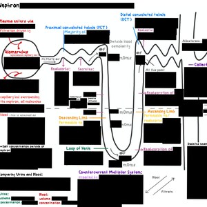 May include: A diagram illustrating the structure and function of a nephron, the functional unit of the kidney. The diagram shows the different parts of the nephron, including the glomerulus, proximal convoluted tubule, loop of Henle, distal convoluted tubule, and collecting duct. The diagram also shows the movement of fluids and solutes through the nephron, as well as the role of the countercurrent multiplier system in concentrating urine.