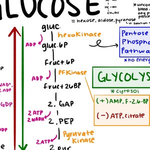 MCAT Umfassende Biochemie Metabolic Pathway Study Guide