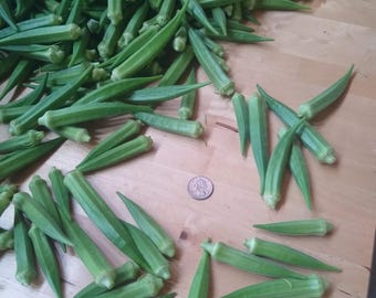 Pusa Sawani Okra Seed