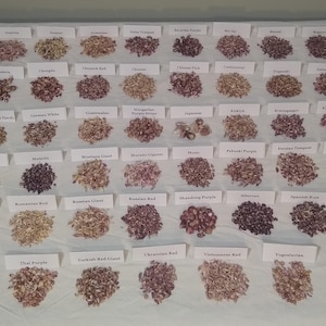 Hardneck Garlic Bulbils ~ 1/4oz ~ Many Varieties to Choose From