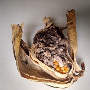 Huitlacoche Spores Corn Fungus ustilago Maydis Corn Mushroom Corn Smut