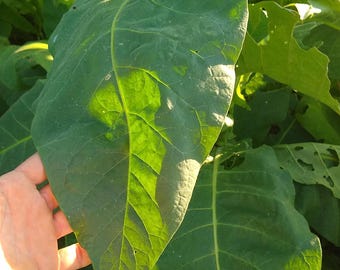 tobacco caterpillar larvae Ever Held a Tobacco Hornworm?
