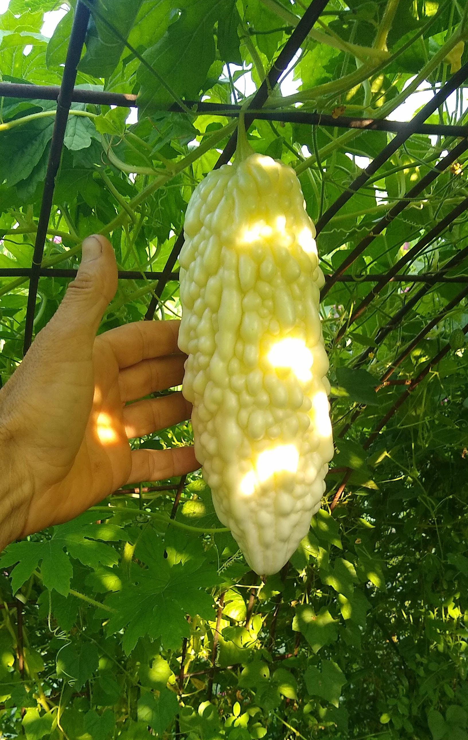 Jyunpaku Okinawan Pure White Bitter Melon ~ 3 to 50 Seeds