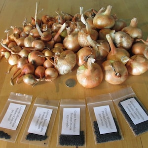 May include: A collection of brown onions with dried stems and roots, alongside small clear plastic bags filled with black seeds. The bags are labeled "Green Mountain Potato Onion" with seed counts of 50, 100, 250, 500, and 1000.
