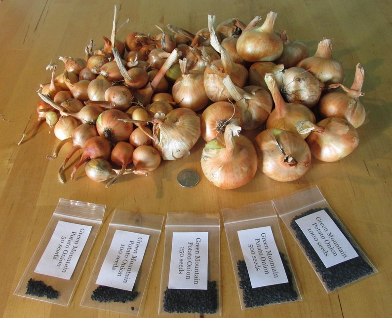 Green Mountain Potato Onion seeds and bulbs Heirloom Multiplier Onions image 1