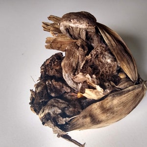 Huitlacoche Spores Corn Fungus ustilago Maydis Corn Mushroom Corn Smut