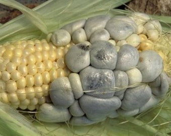 Huitlacoche Spores ~ Corn Fungus ~ (Ustilago maydis) ~ Corn Mushroom ~ Corn Smut