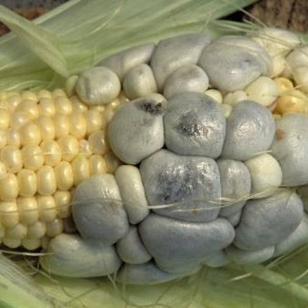 Huitlacoche Spores ~ Corn Fungus ~ (Ustilago maydis) ~ Corn Mushroom ~ Corn Smut