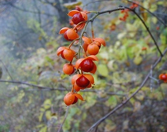 American Bittersweet Seed ~ Celastrus scandens ~ Native decorative vine