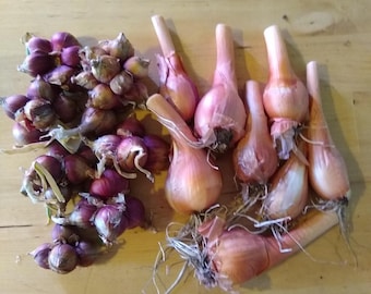 Egyptian Walking Onions, Mature Bulbs and Top Bulblets ~ Organic ~ Heirloom