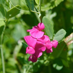 May include: A cluster of pink pea flowers with delicate petals bloom against a backdrop of green foliage.
