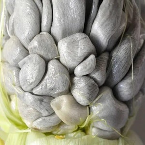 Huitlacoche Spores Corn Fungus ustilago Maydis Corn Mushroom Corn Smut