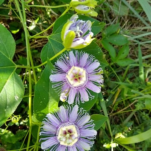 May include: A close-up of a passionflower vine with three purple and white flowers. The flowers have a delicate, fringed appearance and are surrounded by green leaves.