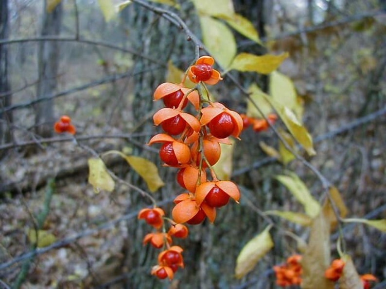 American Bittersweet Seed ~ Celastrus Scandens ~ Native Decorative Vine ...