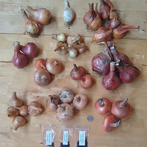 May include: A variety of onions, including red, yellow, and white onions, are displayed on a wooden surface. There are three small packets of onion seeds labeled "Potato Onion 50 seeds", "Potato Onion 100 seeds", and "Potato Onion 200 seeds".