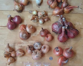 Potato Onion seeds ~ Open Pollinated Heirloom Multiplier Onions