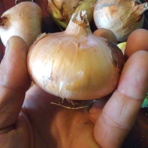 Green Mountain Potato Onion seeds and bulbs Heirloom Multiplier Onions image 7