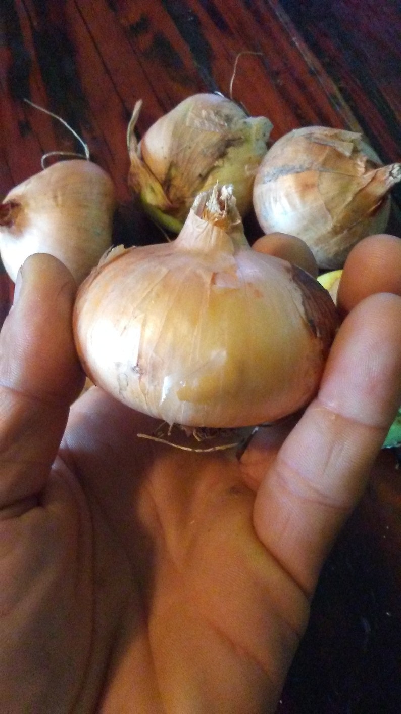 Green Mountain Potato Onion seeds and bulbs Heirloom Multiplier Onions image 7