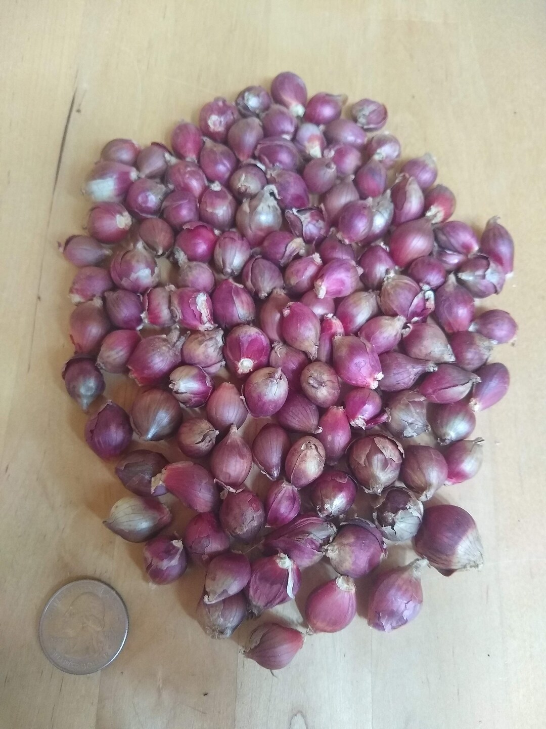 Egyptian Walking Onion Top Sets Heirloom 100 or 250 Etsy