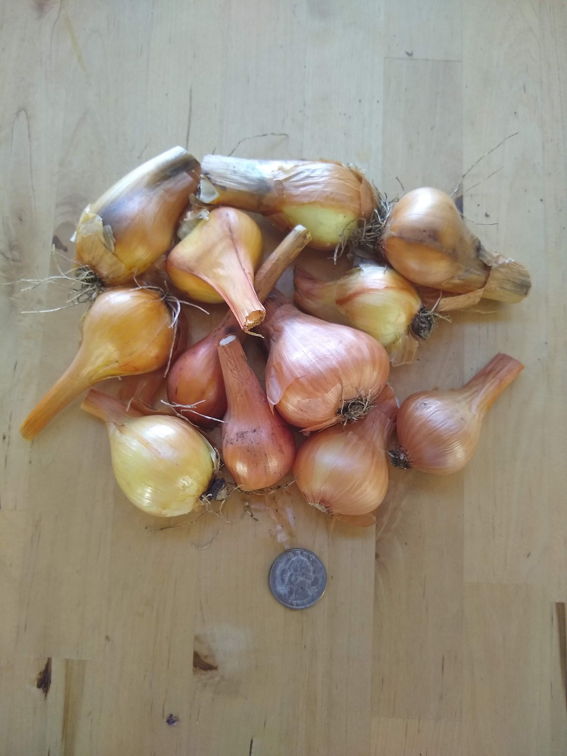 Yellow Potato Onion seeds and bulbs Heirloom Organic Etsy.de