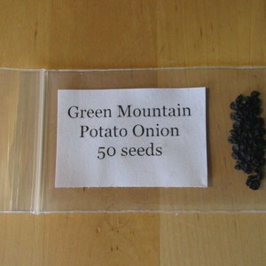 Green Mountain Potato Onion seeds and bulbs Heirloom Multiplier Onions image 4