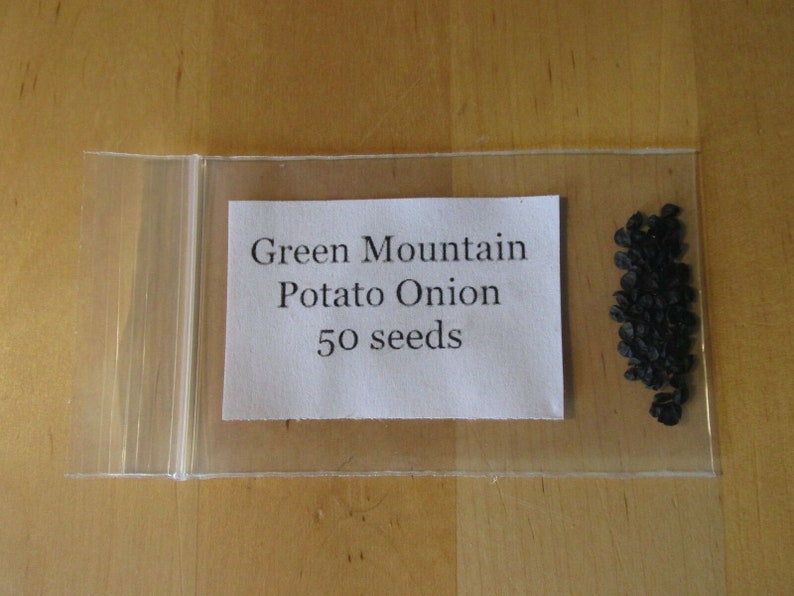 Green Mountain Potato Onion seeds and bulbs Heirloom Multiplier Onions image 4