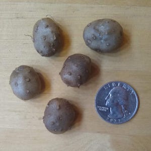 May include: Five brown, irregularly shaped, knobby tubers on a light wood surface. A silver US quarter is included for scale.