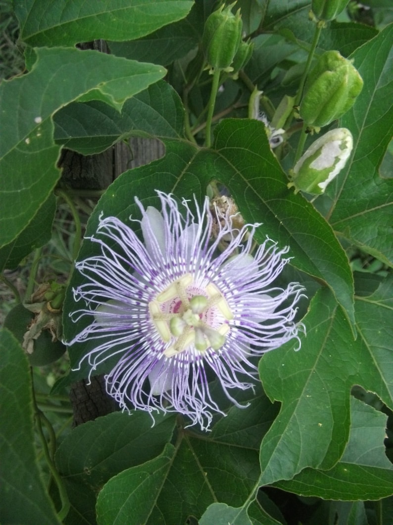 Maypop Seeds passiflora Incarnata Hardy Passion Flower Etsy