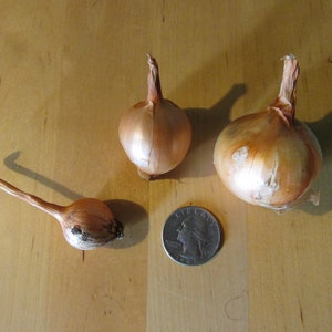 Green Mountain Potato Onion seeds and bulbs Heirloom Multiplier Onions image 5