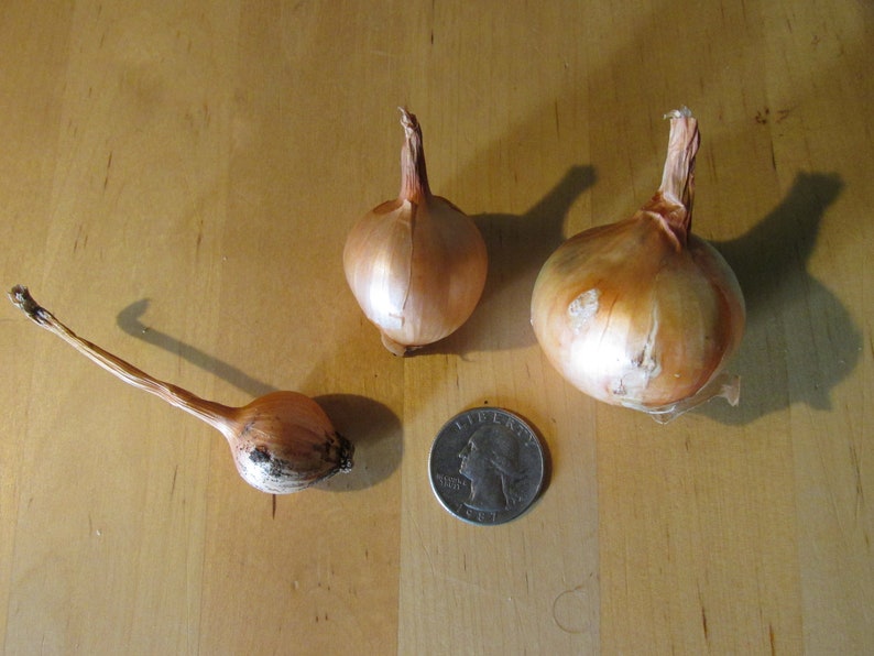 Green Mountain Potato Onion seeds and bulbs Heirloom Multiplier Onions image 5