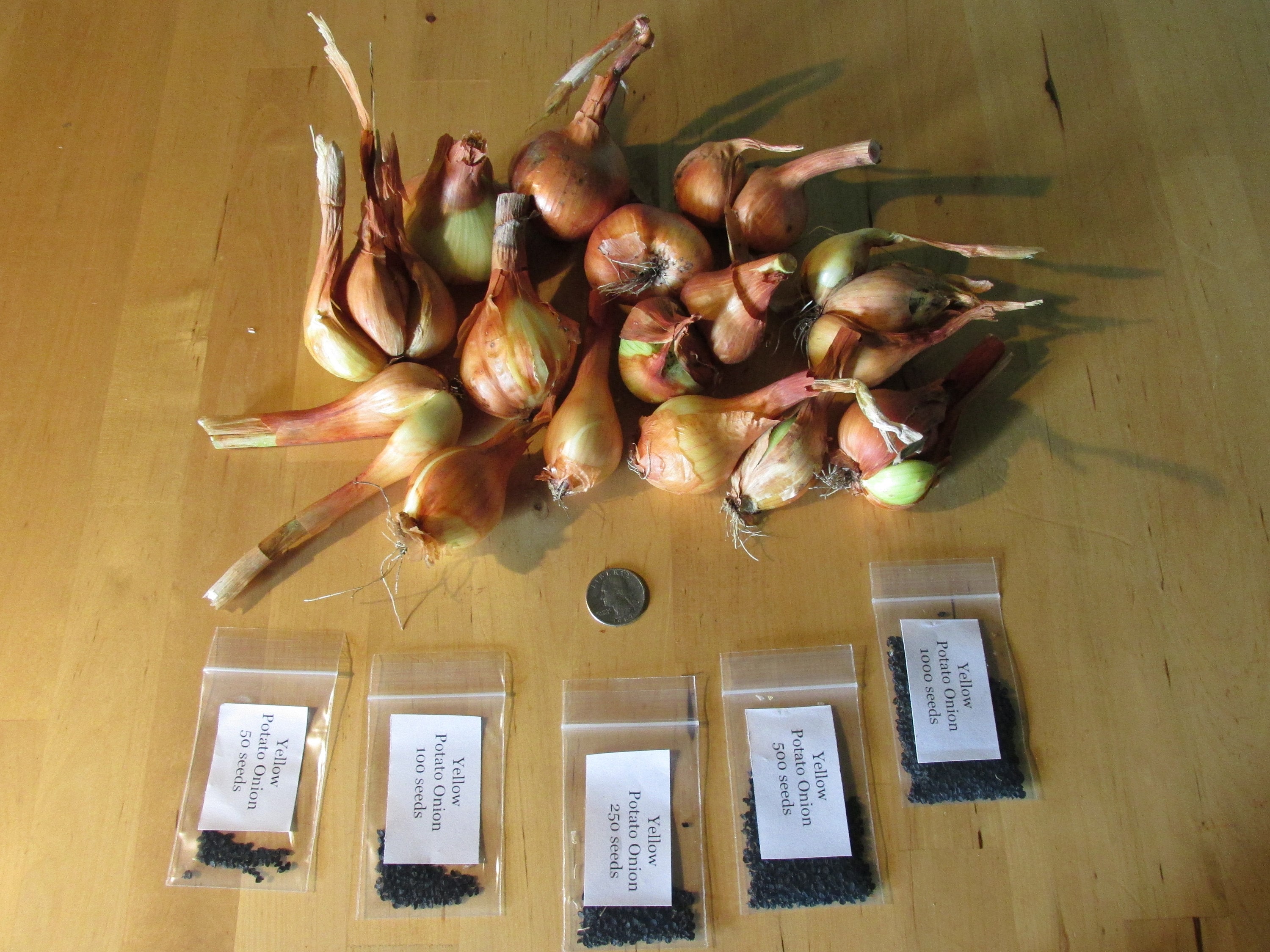 Yellow Potato Onion Seeds and Bulbs Heirloom Organic Etsy
