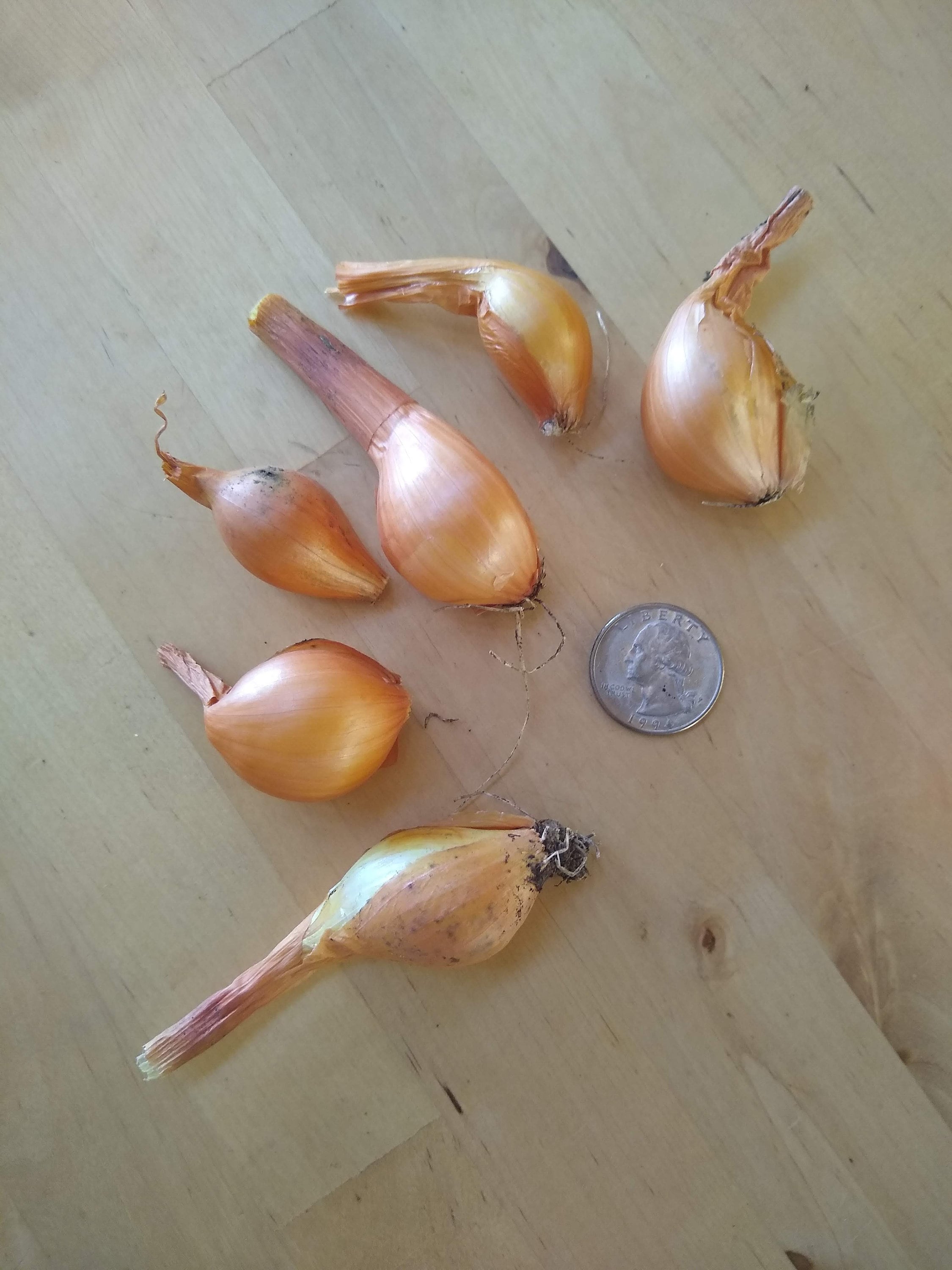 Yellow Potato Onion Seeds and Bulbs Heirloom Organic Etsy