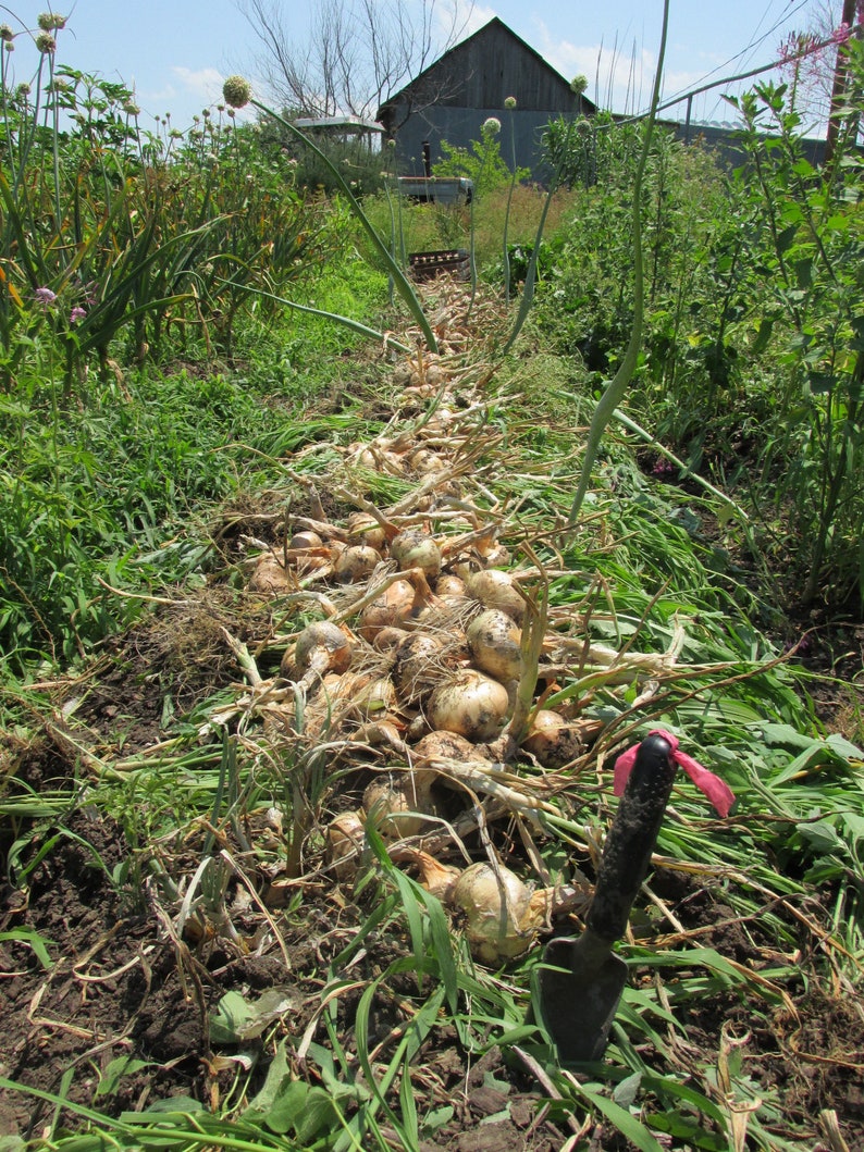 Green Mountain Potato Onion seeds and bulbs Heirloom Multiplier Onions image 8