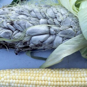 Huitlacoche Spores Corn Fungus ustilago Maydis Corn Mushroom Corn Smut