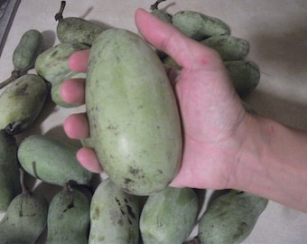 May include: A collection of green pawpaw fruits, with one held in a hand for size comparison. The fruits are oblong with a smooth skin and some dark spots. Several other pawpaws are scattered around.
