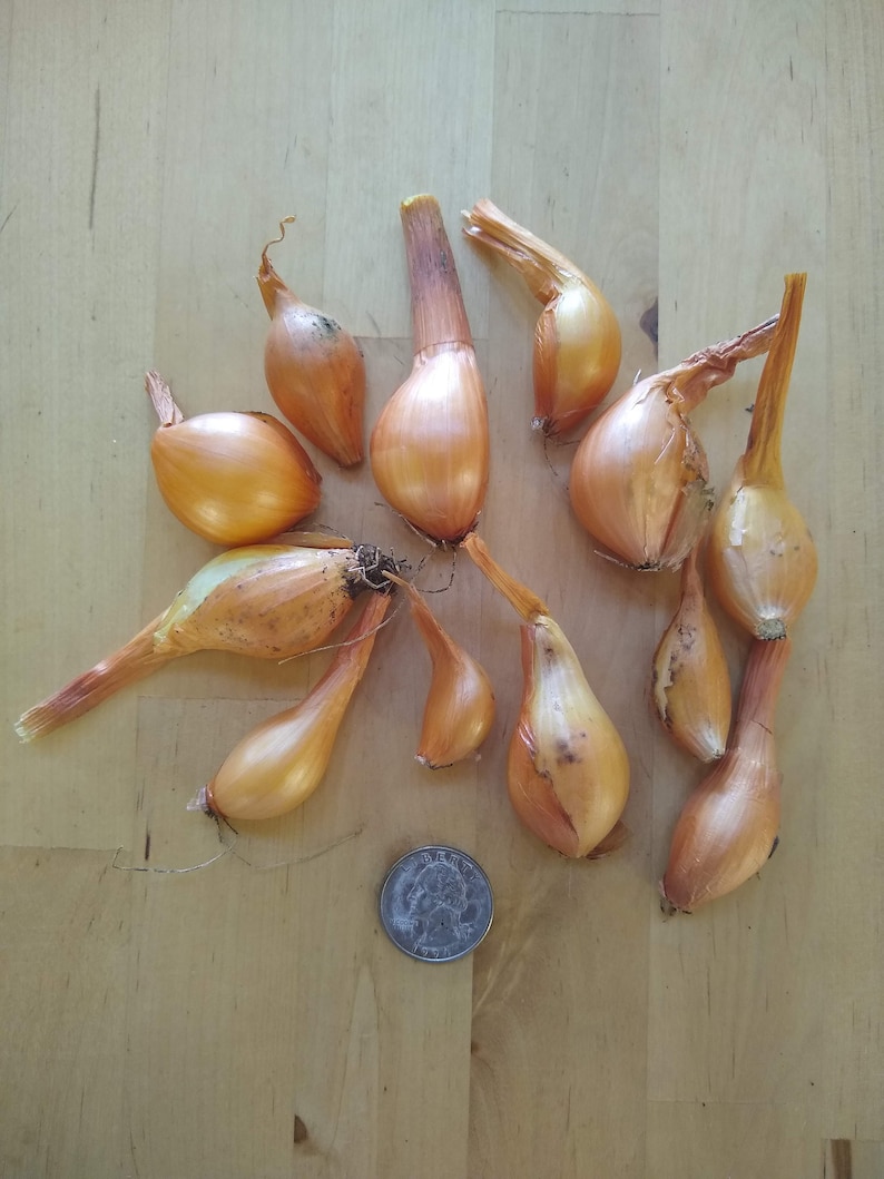 Yellow Potato Onion Seeds and Bulbs Heirloom Organic Etsy