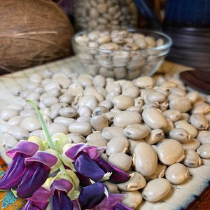 100 Organic Mucuna Bean Seeds for growing, Mucuna Pruriens, Ayurveda Superfood, Resealable Pouch