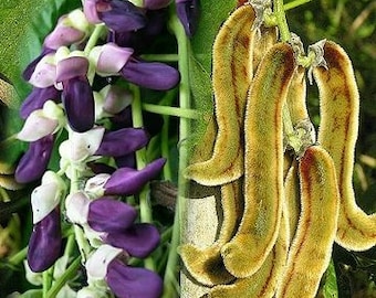 50 Organic Mucuna Bean Seeds for growing, Mucuna Pruriens, Ayurveda Superfood, Resealable Pouch