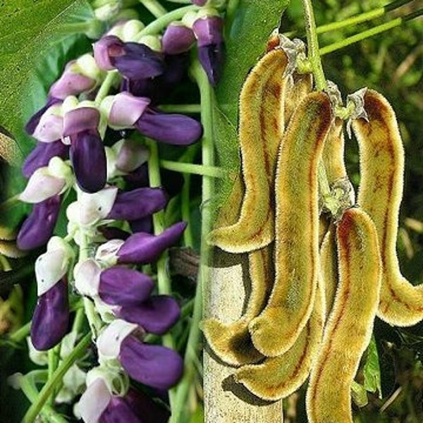 50 Organic Mucuna Bean Seeds for growing, Mucuna Pruriens, Ayurveda Superfood, Resealable Pouch