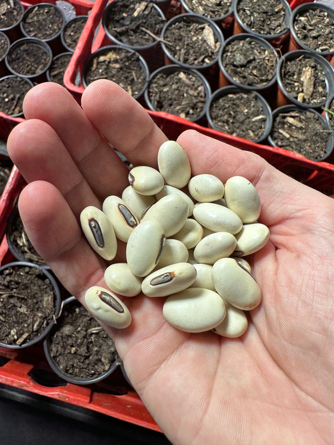 40 Jack Bean Seeds for Growing Garden Indonesian Kara Pedang Canavalia