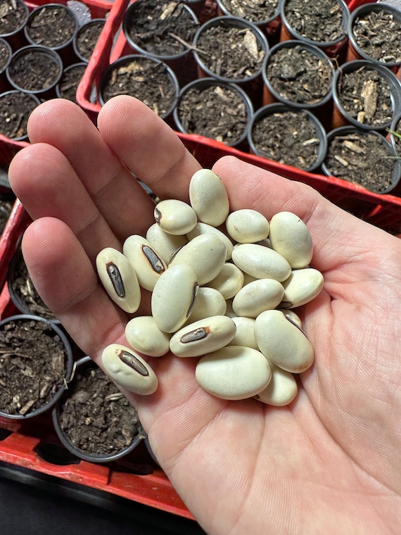 40 Jack Bean Seeds for Growing Garden Indonesian Kara Pedang Etsy