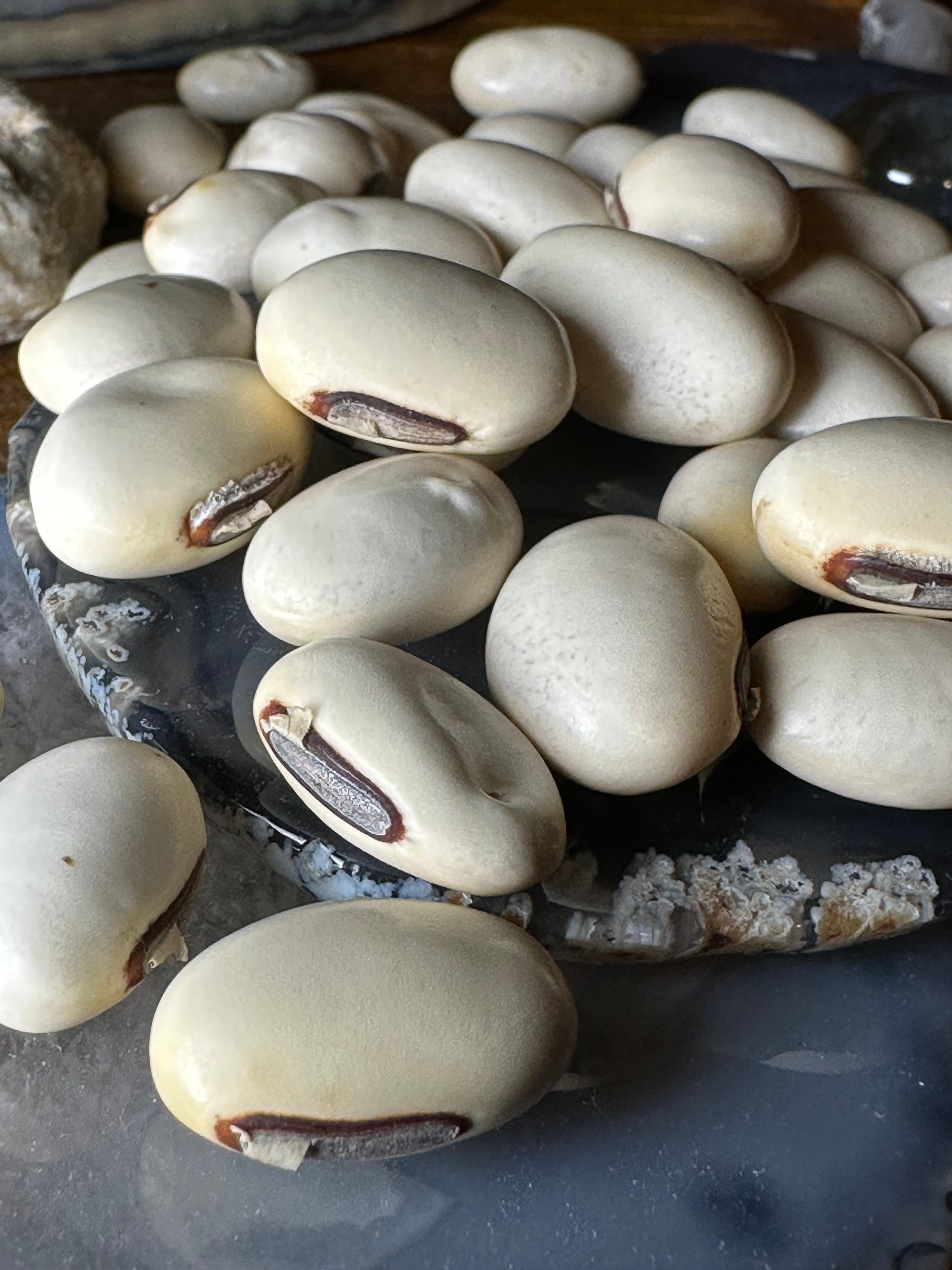 Semillas De Frijol Caracol – 40 Unidades, Variedades Antiguas Perennes, Resistentes, Para Balcón Y Jardín
