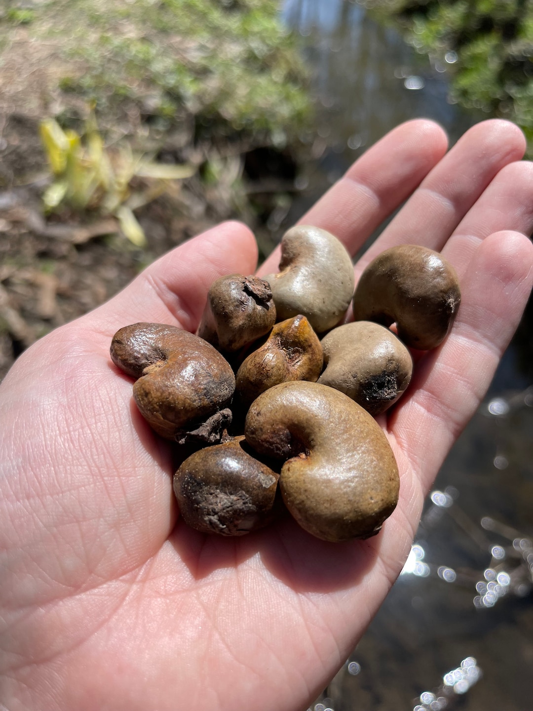 15 Cashew Seeds for Growing, Fast Shipping From USA, Home Garden