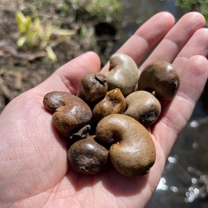 15 Cashew Seeds for growing, Fast Shipping from USA,  Home garden, home school children, Novel Plant, Anacardium occidentale